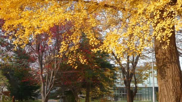 Университет Хоккайдо Гинкго Осенью — стоковое видео