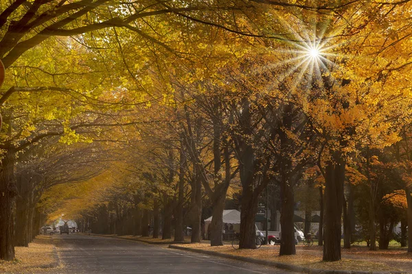 Sonbaharda Hokkaido Üniversitesi Ginkgo — Stok fotoğraf