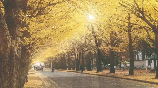 Sonbaharda Hokkaido Üniversitesi Ginkgo — Stok fotoğraf