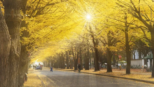 Hokkaido universitäres Ginkgo im Herbst — Stockfoto