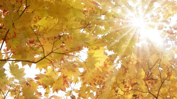 Hermosas hojas de arce de otoño en Japón —  Fotos de Stock