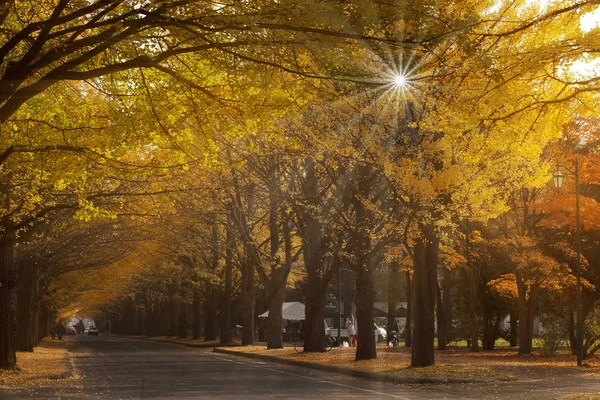 Sonbaharda Hokkaido Üniversitesi Ginkgo — Stok fotoğraf