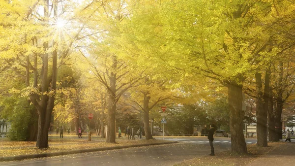 Sonbaharda Hokkaido Üniversitesi Ginkgo — Stok fotoğraf