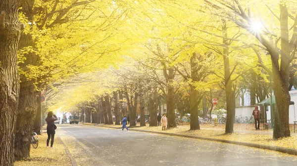 Sonbaharda Hokkaido Üniversitesi Ginkgo — Stok fotoğraf