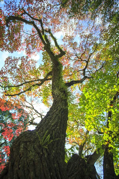 Época de outono com bela cor de bordo no Nara Park, Japão — Fotografia de Stock