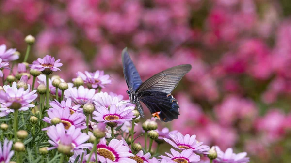 Schöner Schmetterling auf einer Blume mit schönem Hintergrund — Stockfoto