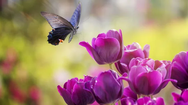 Бабочка на цветке на хорошем фоне — стоковое фото