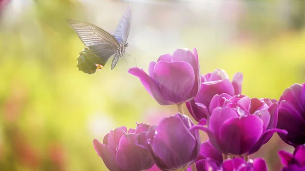 Schöner Schmetterling auf einer Blume mit schönem Hintergrund — Stockfoto