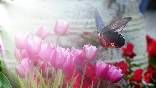 Beautiful butterfly on a flowers with nice background — Stock Photo, Image