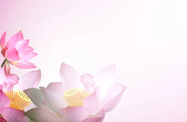 Fleur de lotus avec fond vert clair — Photo