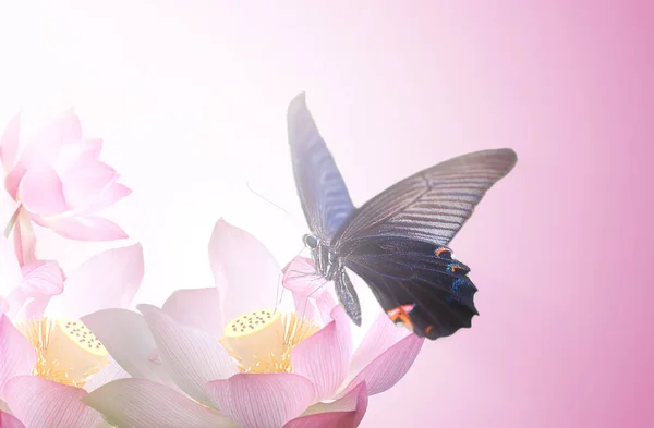 Beautiful butterfly on a flower witn nice background — Stock Photo, Image