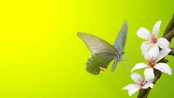 Beautiful butterfly on a flower witn nice background — Stock Photo, Image