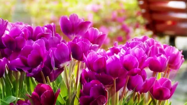 在冬季或春季郁金香地里美丽的郁金香花 — 图库视频影像