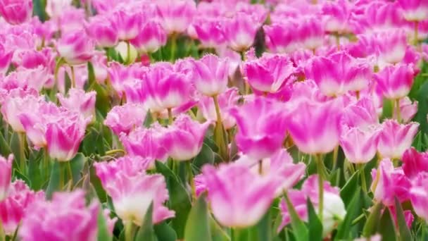 Hermosa Flor Tulipanes Campo Tulipanes Invierno Día Primavera — Vídeos de Stock