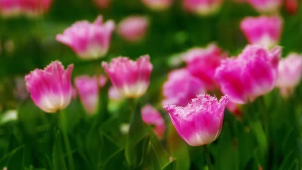 Schöne Tulpen Blühen Tulpenfeld Winter Oder Frühling — Stockvideo