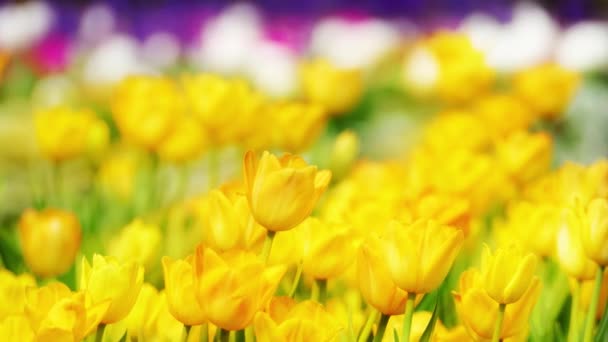 Belle fleur de tulipes dans le champ de tulipes au jour d'hiver ou de printemps 