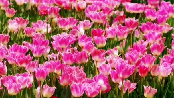 Schöne Tulpen Blühen Tulpenfeld Winter Oder Frühling — Stockvideo