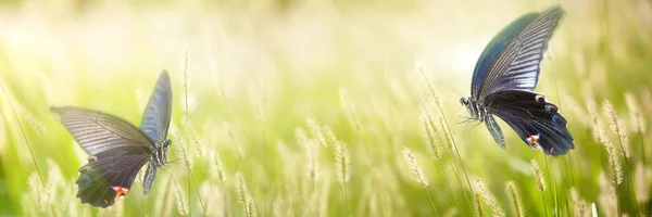 Butterfly on the green place with nice background — Stock Photo, Image