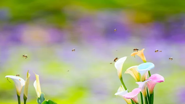 Kleine bij verzamelt nectar op het gele stuifmeel van witte Calla — Stockfoto