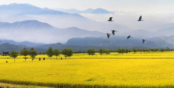 Foggy morning in the mountains with flying birds over silhouette — ストック写真