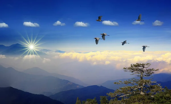 Mistige ochtend in de bergen met vliegende vogels over silhouet — Stockfoto