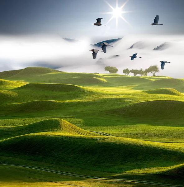 Foggy morning in the mountains with flying birds over silhouette — Stock Photo, Image