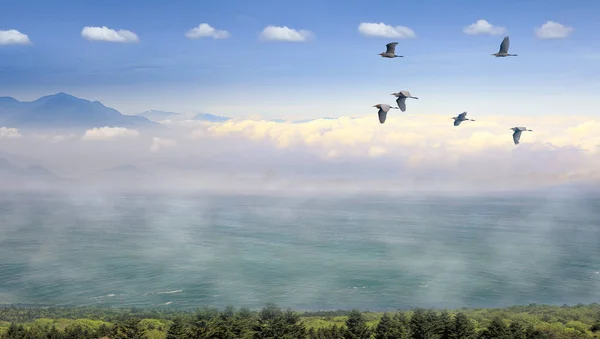 Туманное утро в горах с летающими птицами над силуэтом — стоковое фото