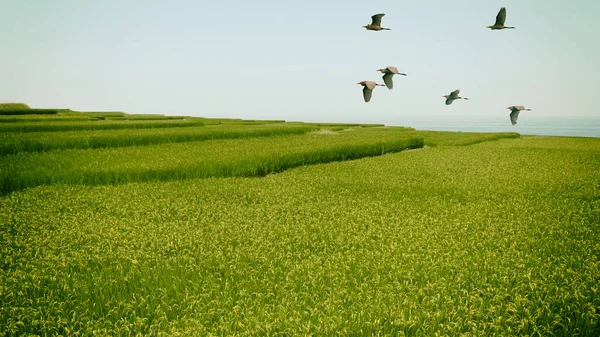 Mañana brumosa en las montañas con aves voladoras sobre la silueta — Foto de Stock