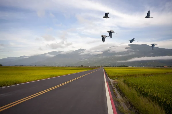 Mañana brumosa en las montañas con aves voladoras sobre la silueta —  Fotos de Stock