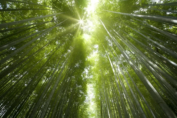 Осветить лес солнцем и показать красивый зеленый стиль — стоковое фото