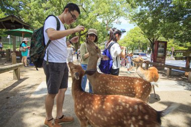 Parktaki genç geyik Nara Parkı 'nda. Nara Kpark büyük bir parktır. 