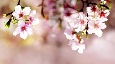 Çiçek bahçesindeki güzel sakura çiçeği