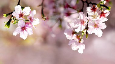 Çiçek bahçesindeki güzel sakura çiçeği
