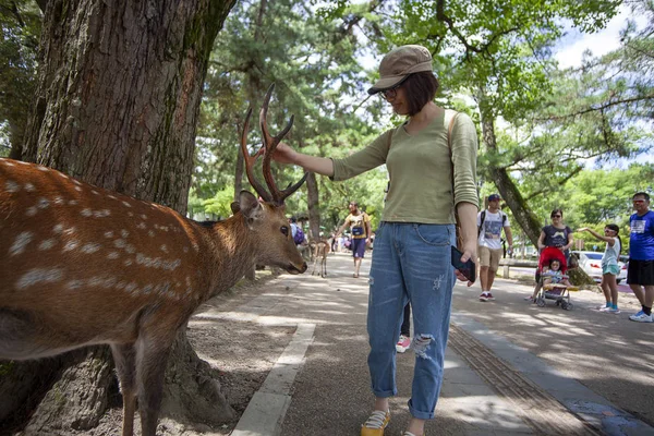 Młody jeleń w parku Nara Park. Nara Kpark jest duży park w — Zdjęcie stockowe