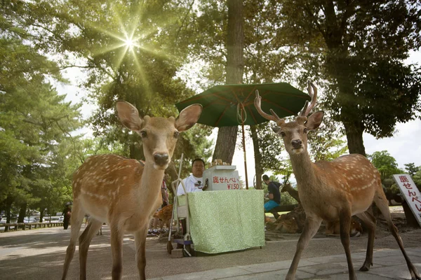 Mladý jelen v parku Nara Park. Nara Kpark je velký park v — Stock fotografie