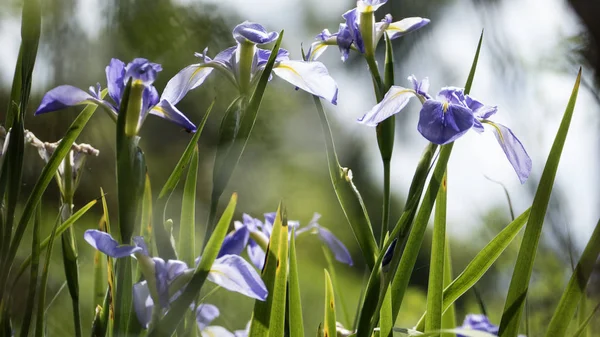 Макро фотографія природи квітка ірису — стокове фото
