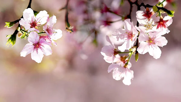 Hermosa flor de sakura en jardín de flores — Foto de Stock