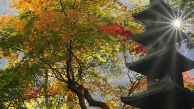 Kanazawa, Ishikawa, Japonya Kenrokuen Bahçeleri 'nde sonbahar sezonu