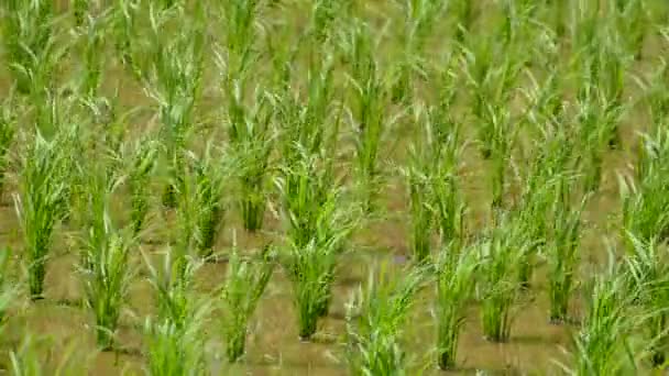 Νεαρό Φυτό Φρέσκου Πράσινου Ρυζιού Ορυζώνα — Αρχείο Βίντεο