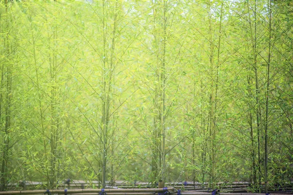 Luz del bosque de bambú con el sol y mostrar el estilo verde agradable —  Fotos de Stock