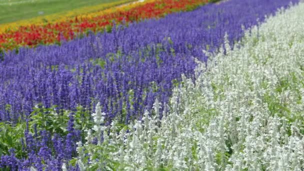 Fleur Violette Feuille Verte Dans Jardin — Video