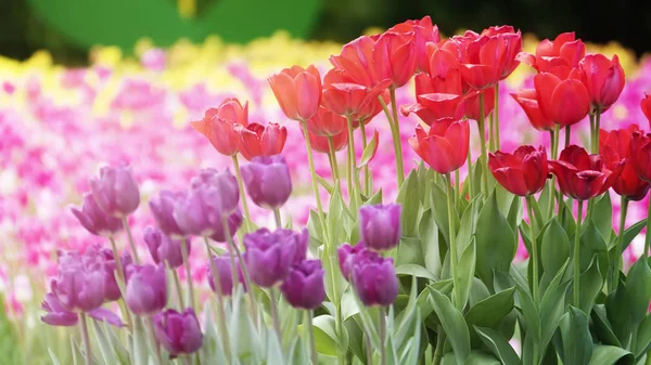 Bel fiore di tulipani in campo di tulipano in inverno o giorno di primavera — Foto Stock