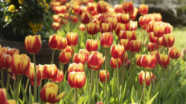 Belle fleur de tulipes dans le champ de tulipes au jour d'hiver ou de printemps — Photo