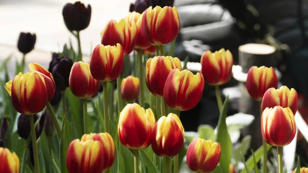 Beautiful tulips flower in tulip field at winter or spring day — Stock Photo, Image