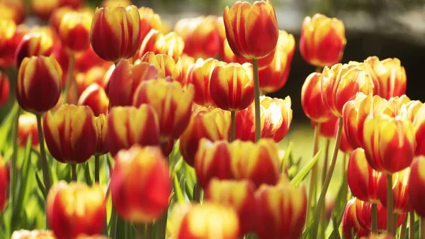 Belle fleur de tulipes dans le champ de tulipes au jour d'hiver ou de printemps — Photo