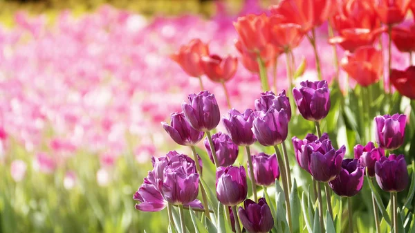 Bel fiore di tulipani in campo di tulipano in inverno o giorno di primavera — Foto Stock