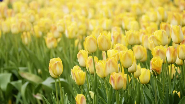 Beautiful tulips flower in tulip field at winter or spring day — Stock Photo, Image