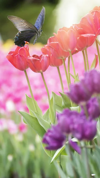 Bel fiore di tulipani in campo di tulipano in inverno o giorno di primavera — Foto Stock