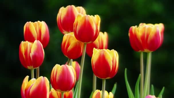 Hermosa Flor Tulipanes Campo Tulipanes Invierno Día Primavera — Vídeo de stock