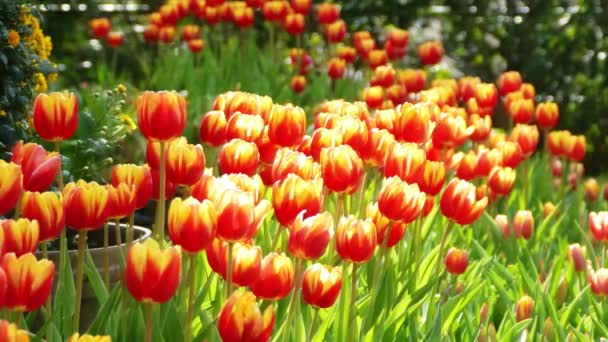 Hermosa Flor Tulipanes Campo Tulipanes Invierno Día Primavera — Vídeos de Stock